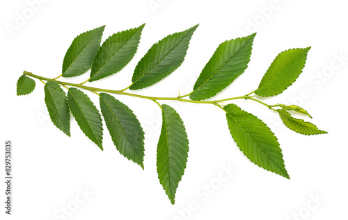 Siberian elm sprig with leaves