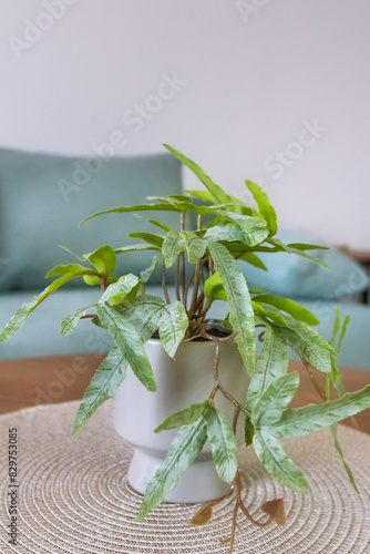 Cozy corner of living room with stylish sofa, green plant on coffee table