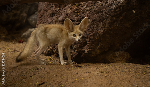 Canvas Print Enchanting fennec fox, with its oversized ears and curious eyes