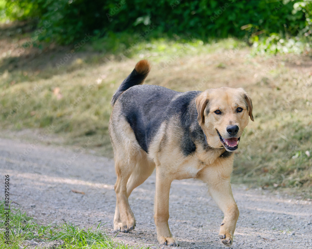 Brown and black dog happily strolling on a dusty path with mouth agape Brown and black dog happily strolling on a dusty path with mouth agape