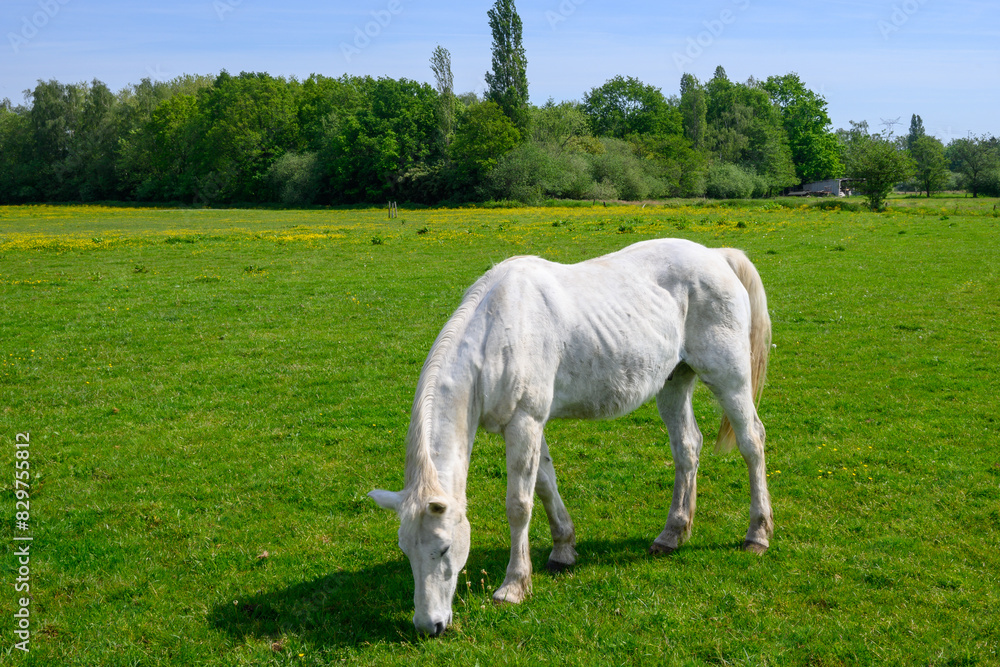 White horse grazing in a horse pasture, with a beautiful blue sky in Nijlen, Belgium White horse grazing in a horse pasture, with a beautiful blue sky in Nijlen, Belgium