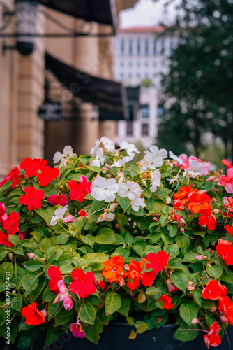 Wallpaper Mural Vertical shot of vibrant flowers in a pot outdoors Torontodigital.ca