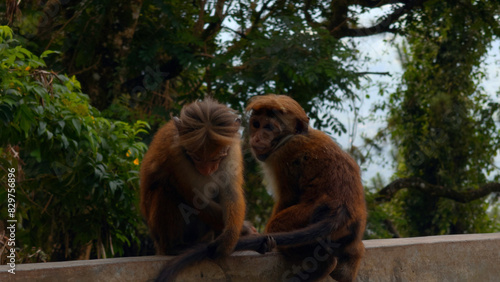 A wild monkey on a stone wall in Nepal Kathmandu, Asia. Action. Wild animals and green nature.