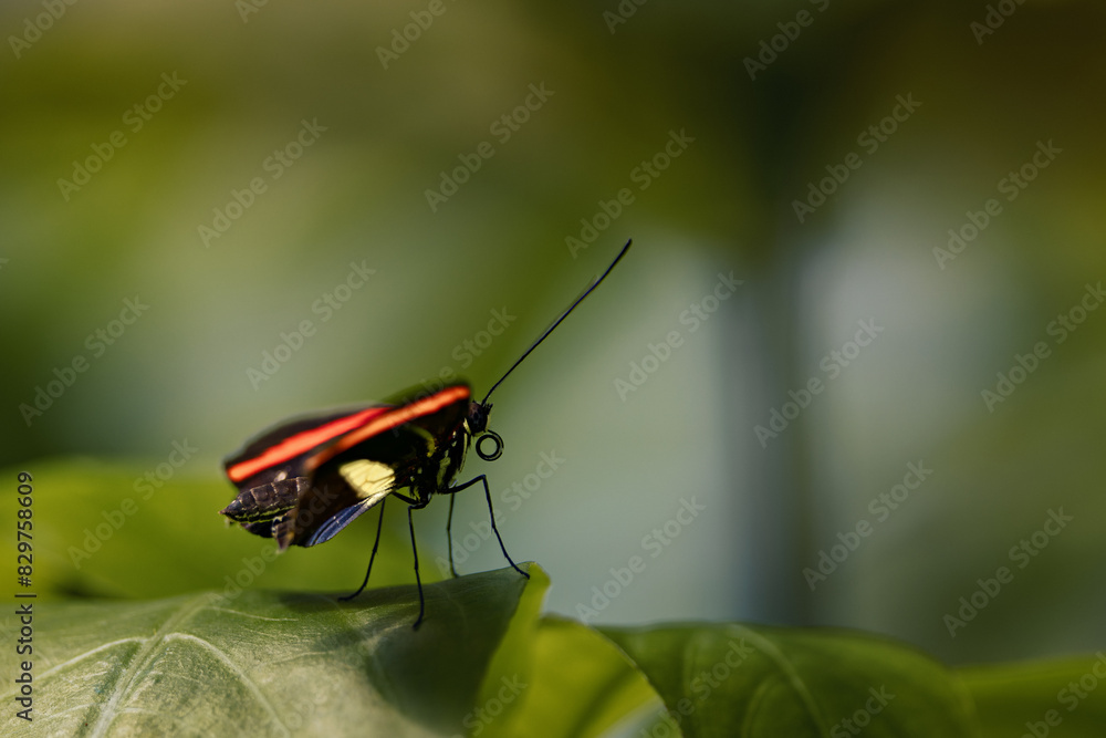 Closeup shot of a postman butterfly resting on a vibrant green leaf Closeup shot of a postman butterfly resting on a vibrant green leaf