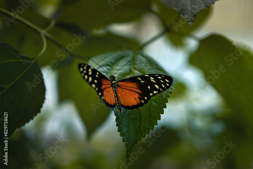 Vibrant tithorea butterfly perched on a green leaf among foliage