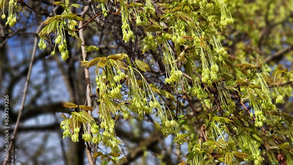 Fototapeta premium Tree branches of Acer saccharum, the sugar maple, with flowers in spring.