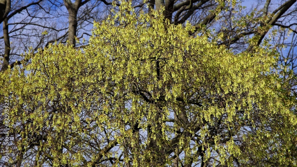 Fototapeta premium Tree branches of Acer saccharum, the sugar maple, with flowers in spring.