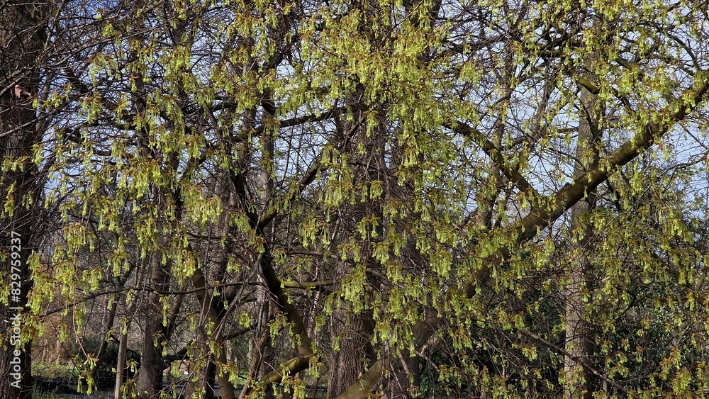 Tree branches of Acer saccharum, the sugar maple, with flowers in spring. Tree branches of Acer saccharum, the sugar maple, with flowers in spring.