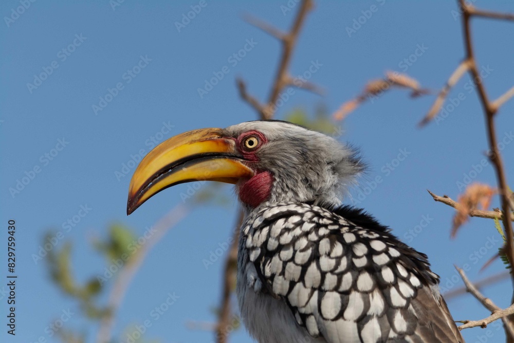Yellow-billed hornbill Yellow-billed hornbill