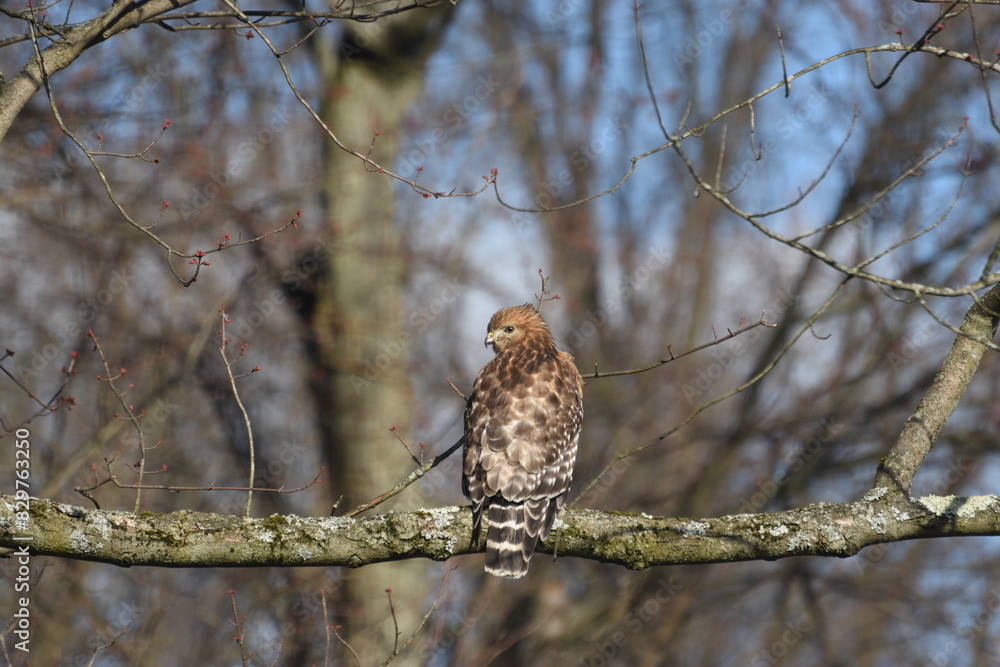 hawk on tree hawk on tree