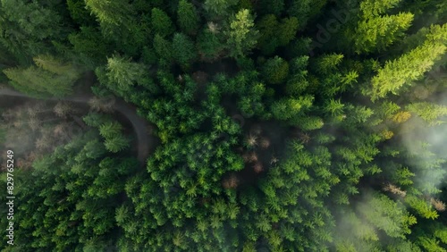 Top-down view shows a green pine forest with a winding path through the clouds photo