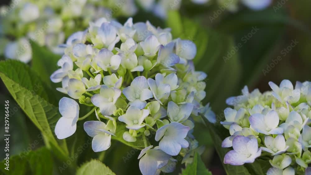 公園の花壇に咲く紫陽花の花 公園の花壇に咲く紫陽花の花