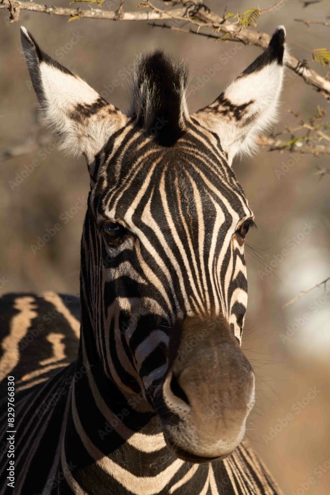 Naklejka premium Burchell's zebra
