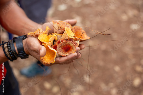 Selective focus woolly chanterelle, turbinellus floccosus, mushrooms, and a lot of yellow-orange forest in hand. There is space for text. photo