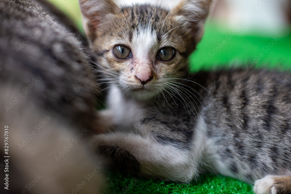 Naklejka premium Selective focus: A little gray and white striped kitten is sleeping comfortably next to its mother cat on the artificial grass in a green house.