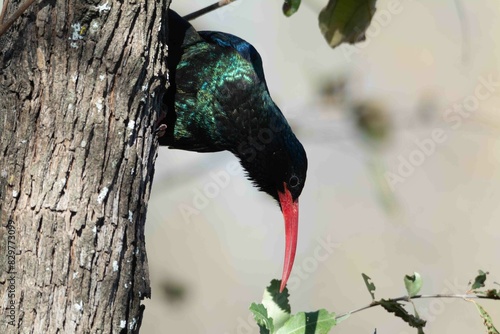 Green wood-hoopoe photo