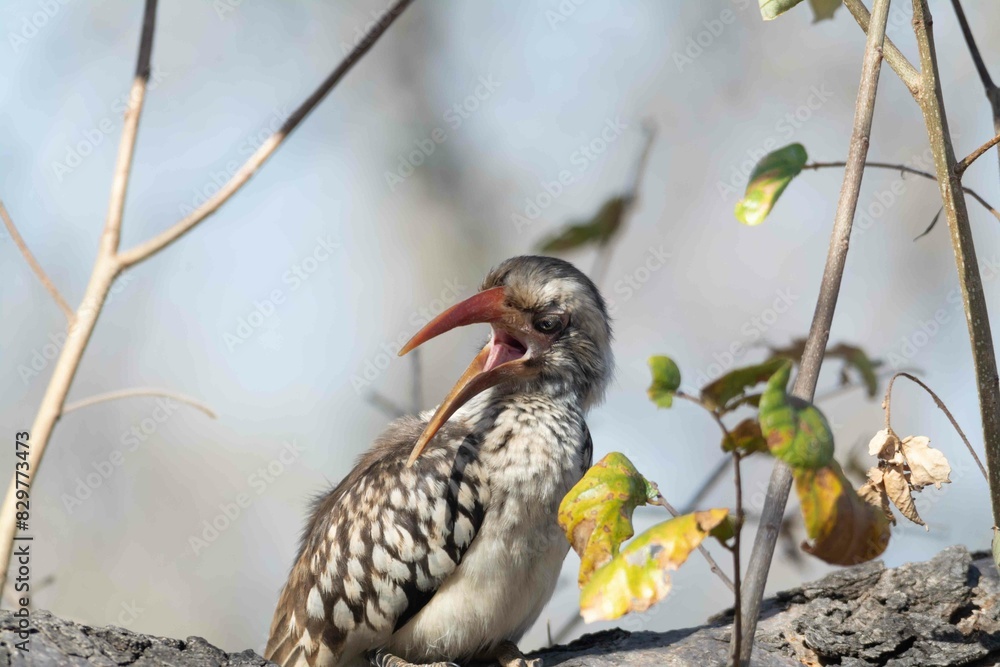 Obraz premium Red billed hornbill
