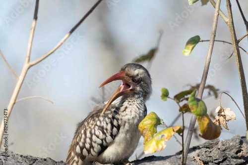 Red billed hornbill photo