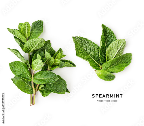 Spearmint mint bunch green leaves isolated on white background.