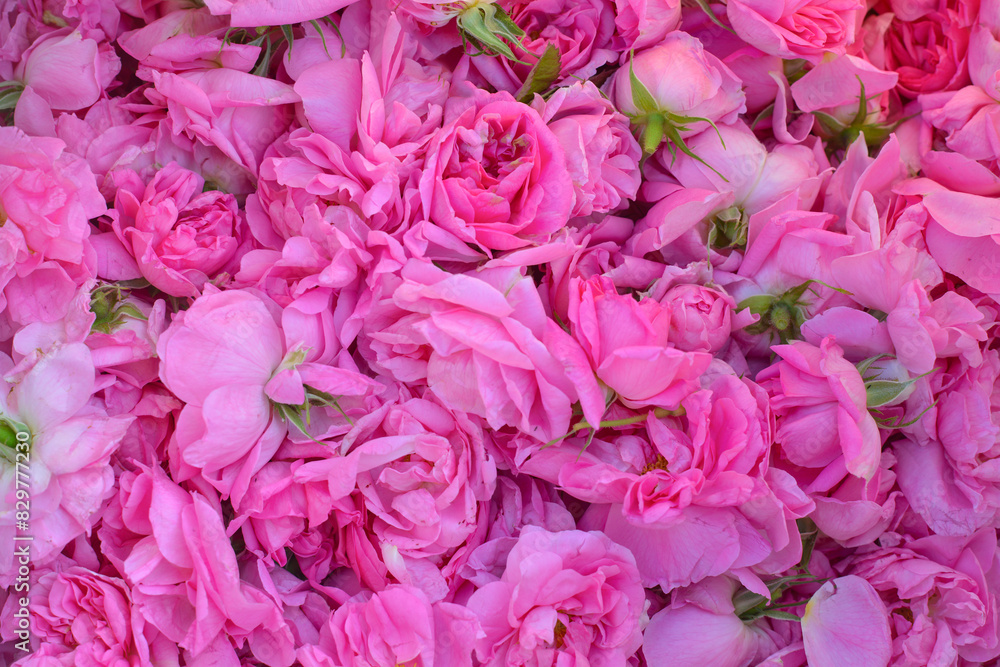 Beautiful pink roses. Roses are grown on plantations for the production of essential oils and cosmetics.Rose Petal Harvest, Manual picking. Essential oil rose.türkiye, Isparta