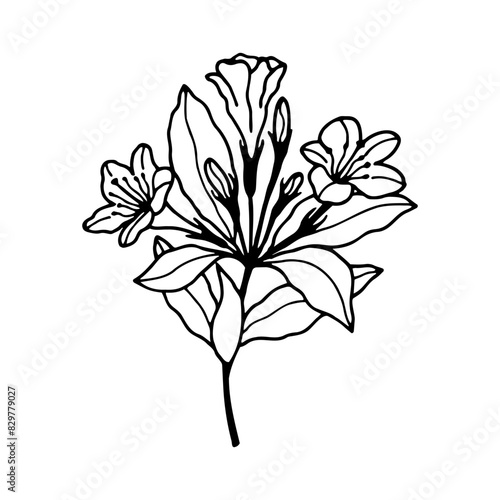 Weigella flowers. Vector stock illustration eps10. Isolate on a white background, outline. Hand drawing. Adobe Illustrator Artwork