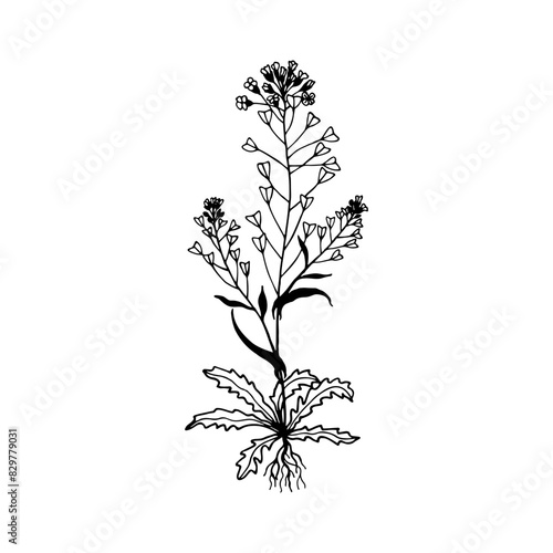 Flowers Shepherd's Purse. Vector stock illustration eps10. Isolate on a white background, outline. Hand drawing. Adobe Illustrator Artwork
