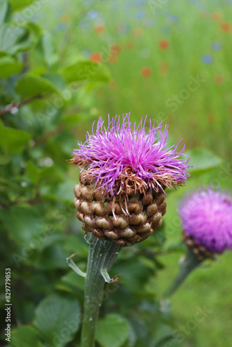 summer landscape. burdock flower closeup among green grass