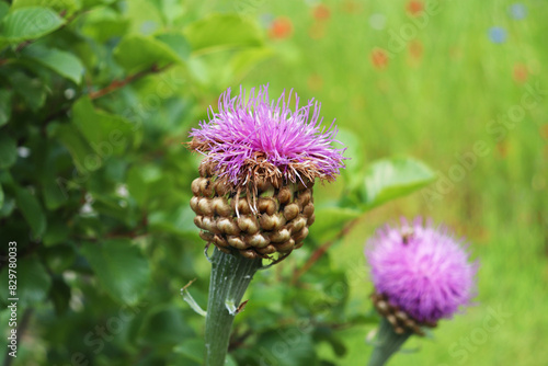 summer landscape. burdock flower closeup among green grass