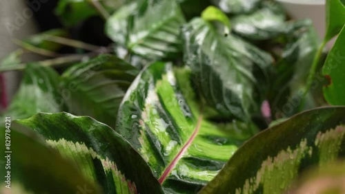 slow motion falling raindrops on leaves of tropical plants