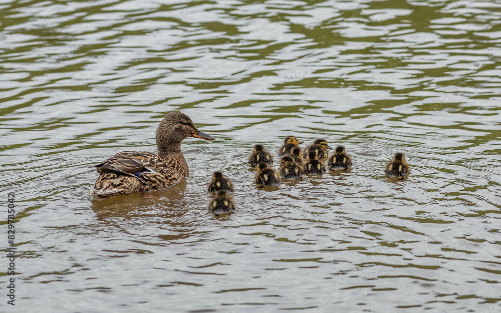 duck and ducklings swim on the lake duck and ducklings swim on the lake