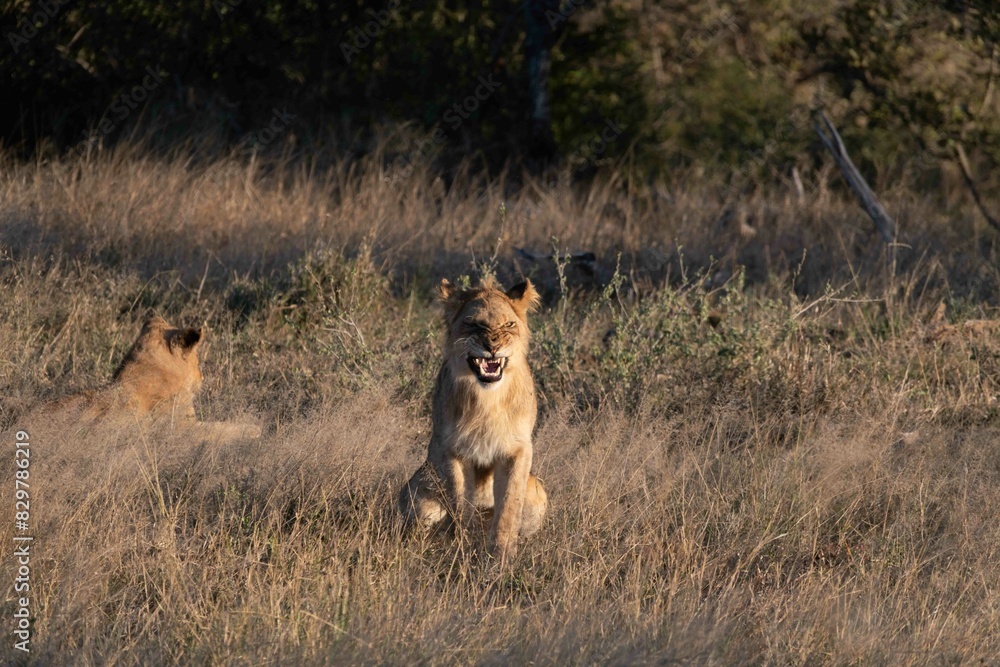 Naklejka premium Lion