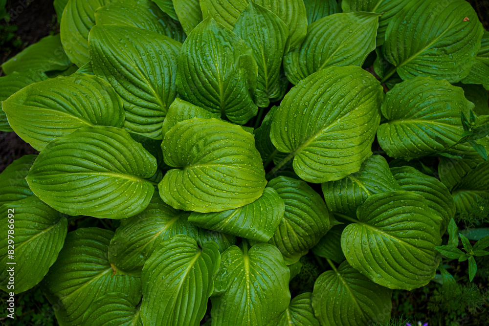 bright green perennial plant bush hosta with raindrops, widely used in gardening and landscaping bright green perennial plant bush hosta with raindrops, widely used in gardening and landscaping