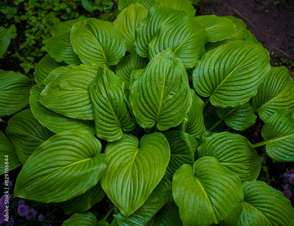 bright green perennial plant bush hosta with raindrops, widely used in gardening and landscaping bright green perennial plant bush hosta with raindrops, widely used in gardening and landscaping