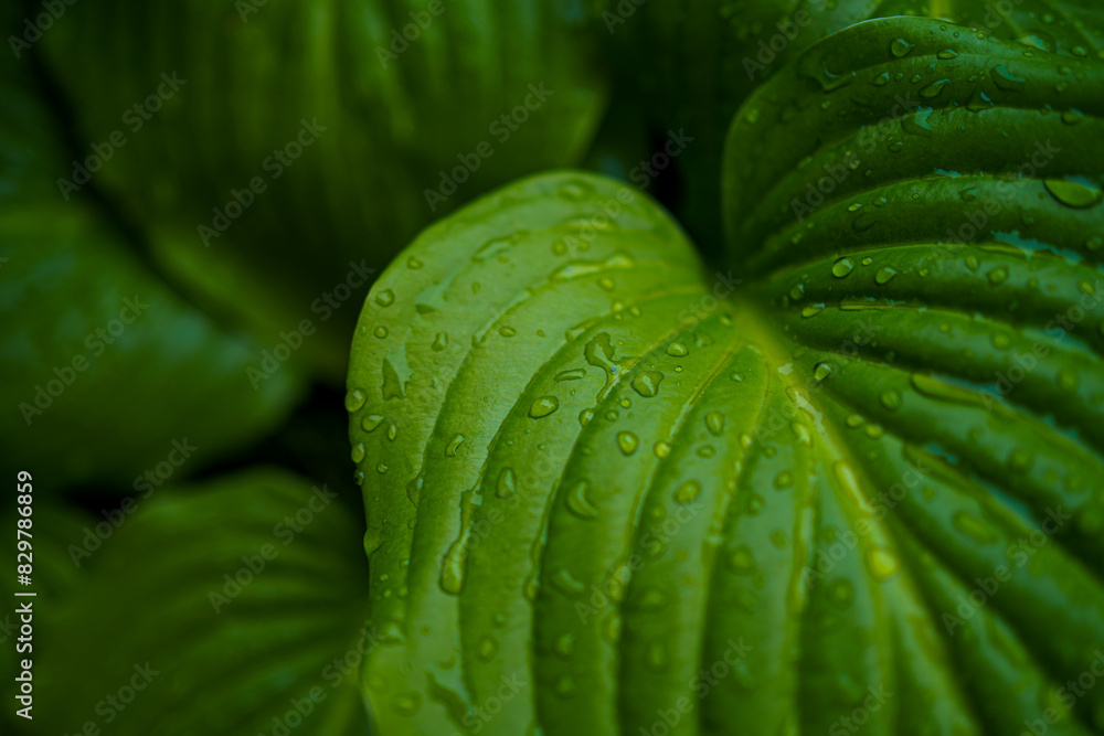 Obraz premium bright green perennial plant bush hosta with raindrops, widely used in gardening and landscaping