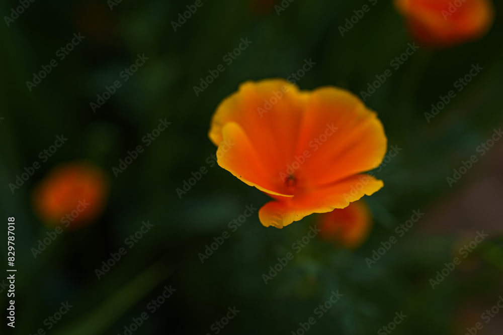 Bright orange flower bloom amidst lush green foliage in a vibrant garden setting during springtime Bright orange flower bloom amidst lush green foliage in a vibrant garden setting during springtime
