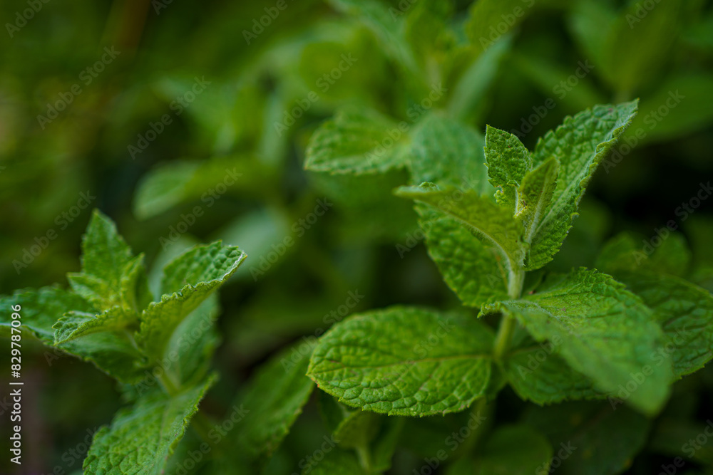 Fresh green mint leaves thriving in a garden setting under natural sunlight during daytime hours Fresh green mint leaves thriving in a garden setting under natural sunlight during daytime hours