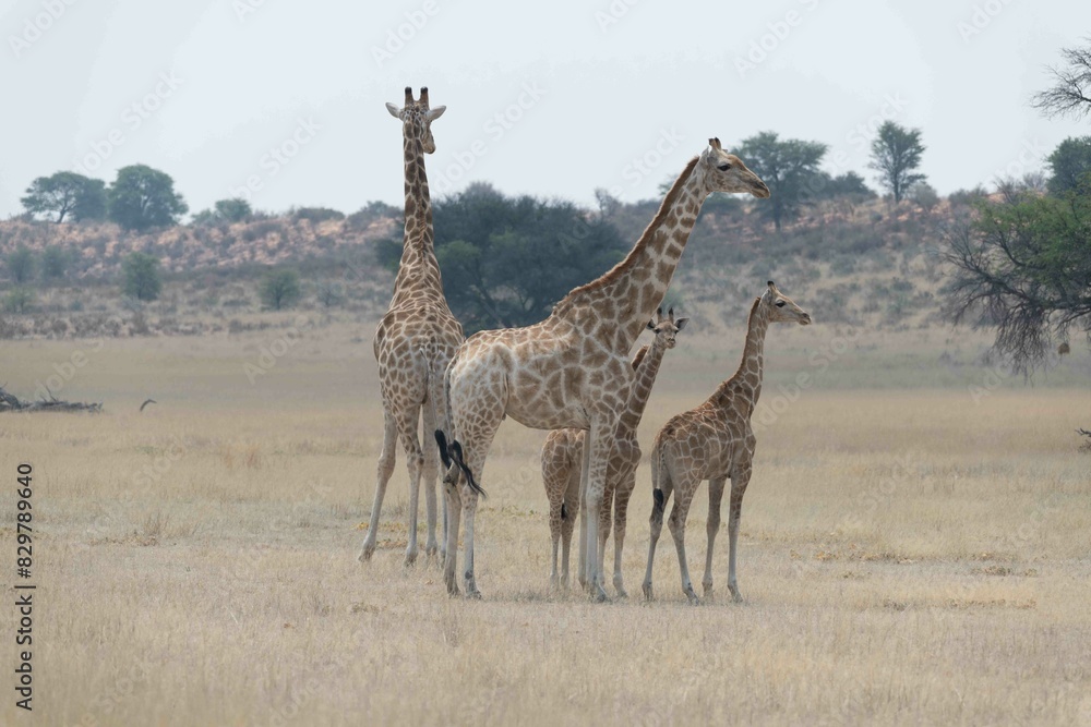 Obraz premium Southern giraffe