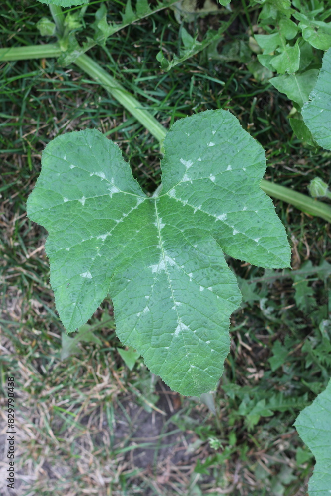 leaf with dew drops
