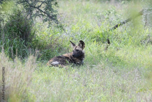 African wild dog