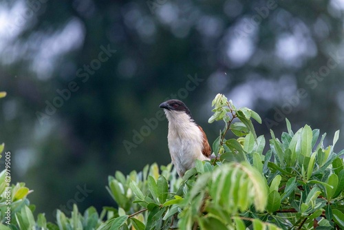 Burchell's coucal photo