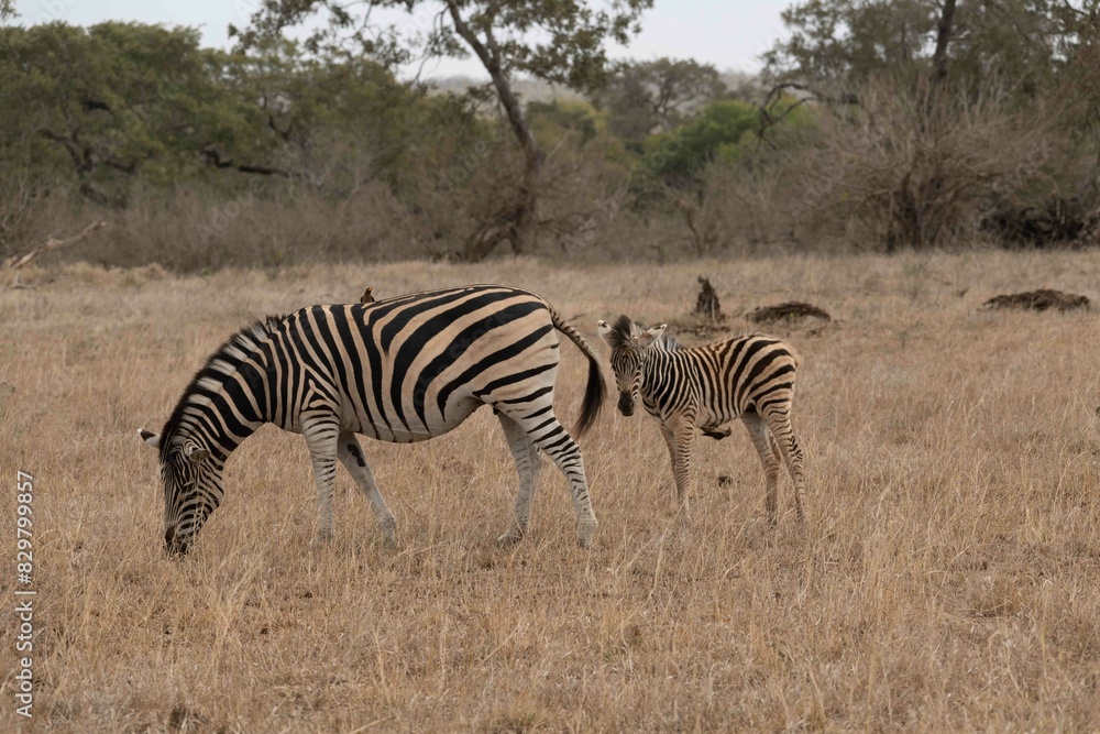 Burchell's zebra Burchell's zebra