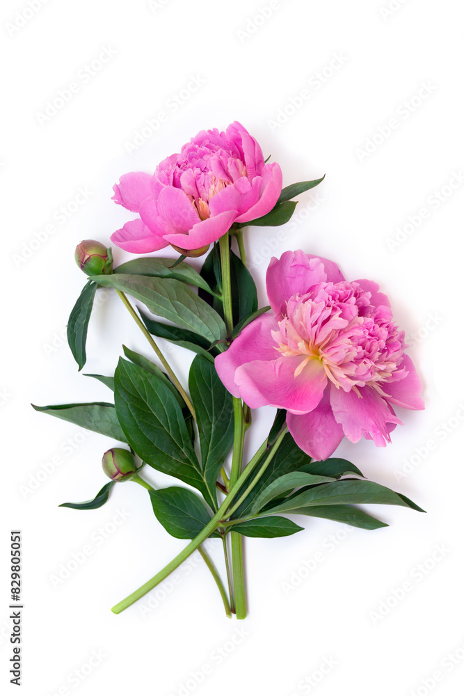 Pink peonies on a white background with space for text. Top view, flat lay Pink peonies on a white background with space for text. Top view, flat lay