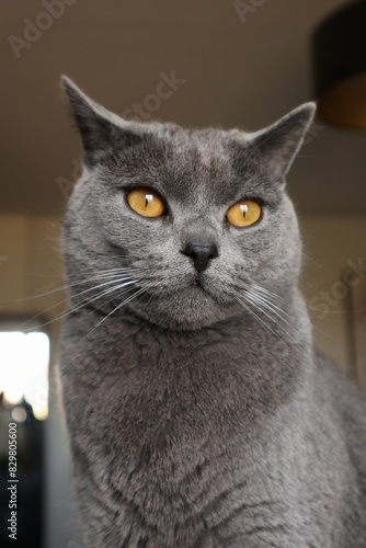Chat chartreux - Un amour de Taïko
