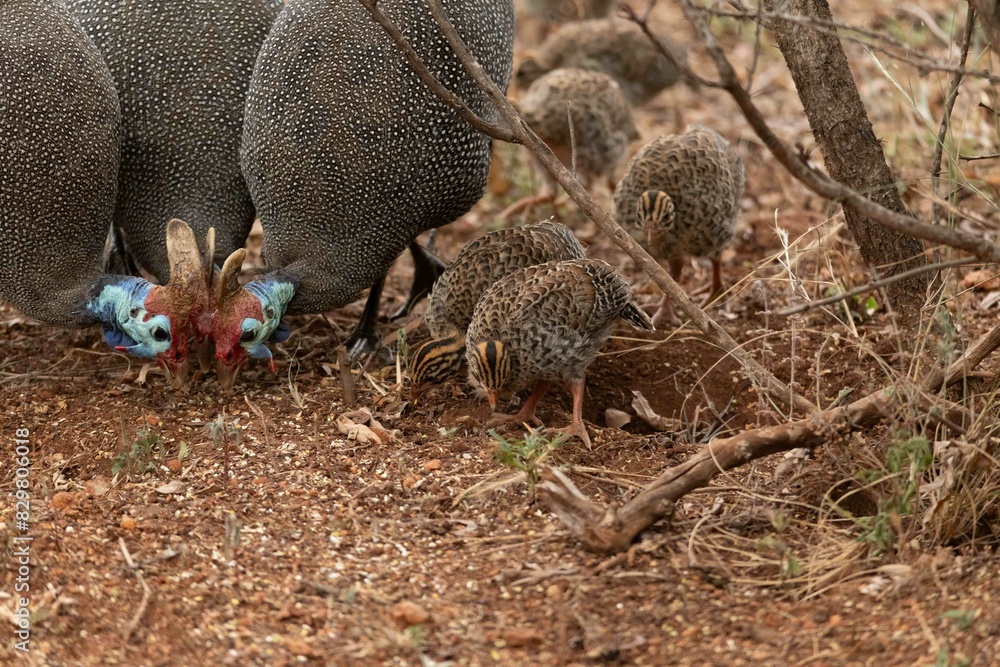 Helmeted guineafowl Helmeted guineafowl
