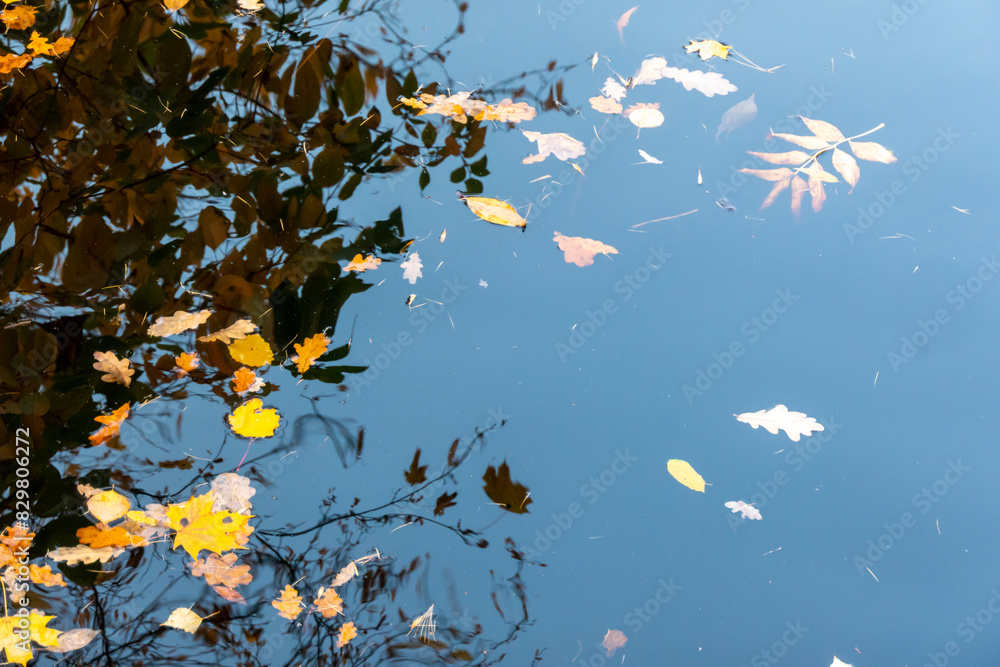 Colourful fall leaves in pond lake water, floating autumn leaf. Fall season leaves in rain puddle. Sunny autumn day foliage. October weather, november nature background. Beautiful reflection in water