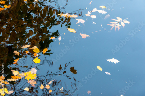 Obraz na płótnie Colourful fall leaves in pond lake water, floating autumn leaf. Fall season leaves in rain puddle. Sunny autumn day foliage. October weather, november nature background. Beautiful reflection in water w salonie