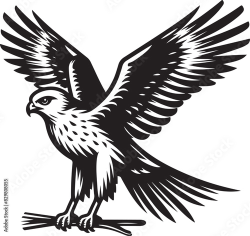 harrier eagle vector Art Illustration