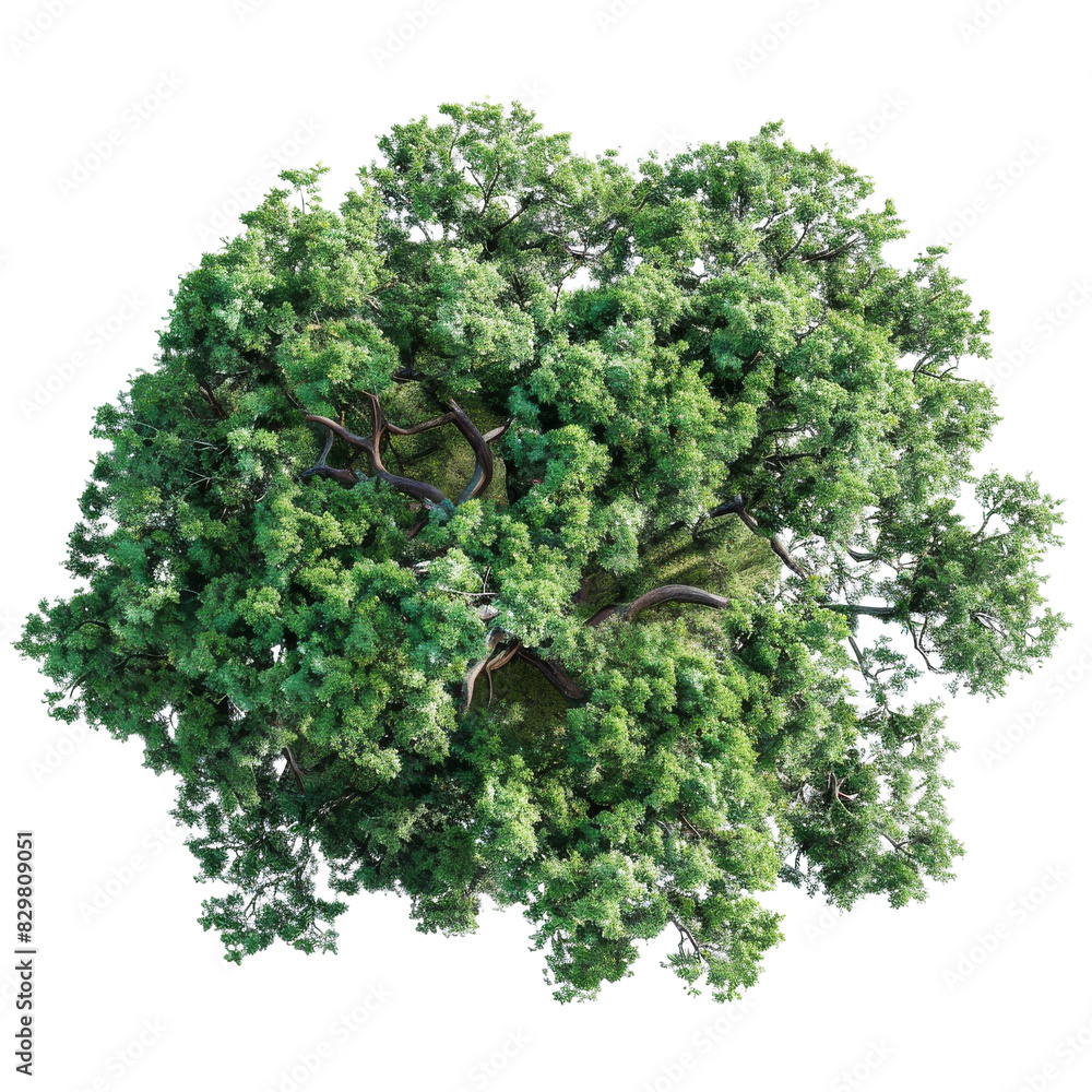 Top view of green tree top view transparent background Top view of green tree top view transparent background