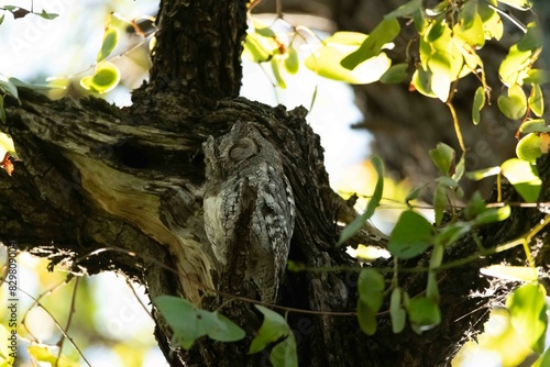 Scops owl photo