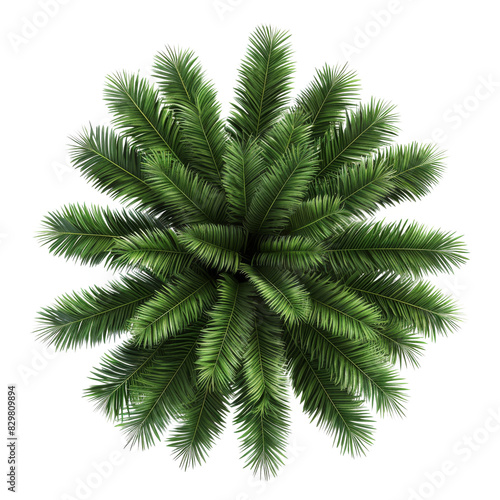 Top view of a palm tree isolated on transparent background